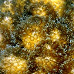 hard coral