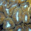 hard coral