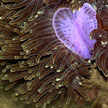 magnificent anemone