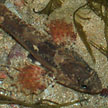 scorpion fish