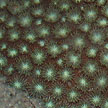 hard coral