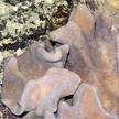 soft coral