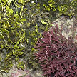 seaweeds