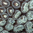 hard coral