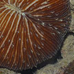 mushroom coral