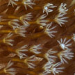 soft coral polyps