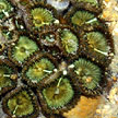 colonial anemones