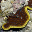 hard coral