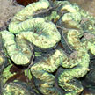 hard coral