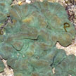 hard coral