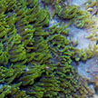 hard coral