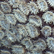 hard coral