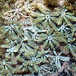 hard coral