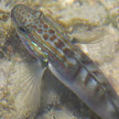 byno goby