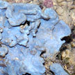 blue sponge