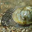 moon snail