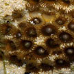 Zoanthids