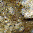 hard coral