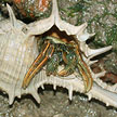 hermit crab