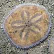 rare sand dollar