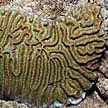 hard coral