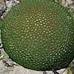 hard coral