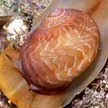 moon snail