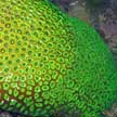 hard coral