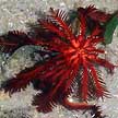 red feather star