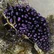 nudibranch