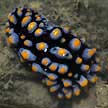 nudibranch