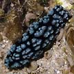 nudibranch