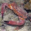 swimming crab