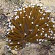 mushroom coral