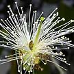 mangrove tree flower