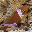 clown anemonefish