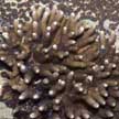 hard coral