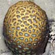 hard coral