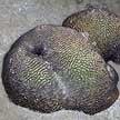 hard coral