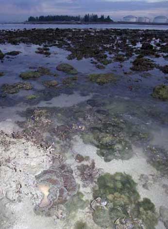 view towards pulau busing