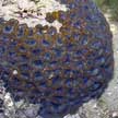 hard coral