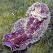 nudibranch