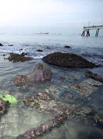 view under jetty facing sentosa