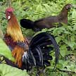 wild junglefowl