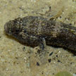 goby