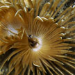 fan worm