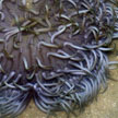 sea anemone