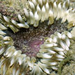 sea anemone