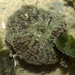 carpet anemone