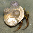 hermit with anemones